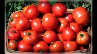Увеличиваем урожай томатов. Супер секреты!!!