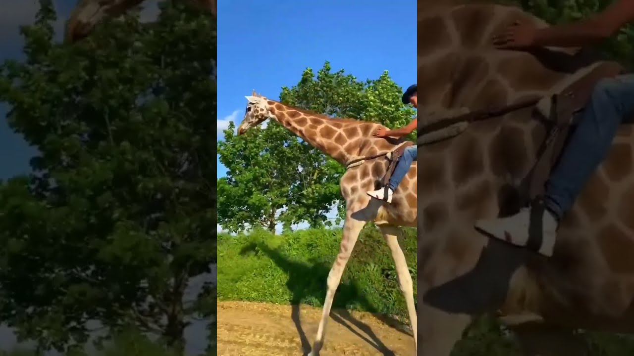 Giraffe Ride | The Tallest Living Terrestrial Animal In The World