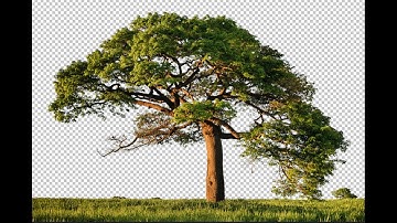 Select Trees using Channels in  Photoshop|| Mars Tech