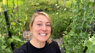 Full Veggie Garden July Tour : More Than 1000 Tomato Plants!  Flower Hill Farm