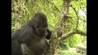 Koko Climbs a Tree