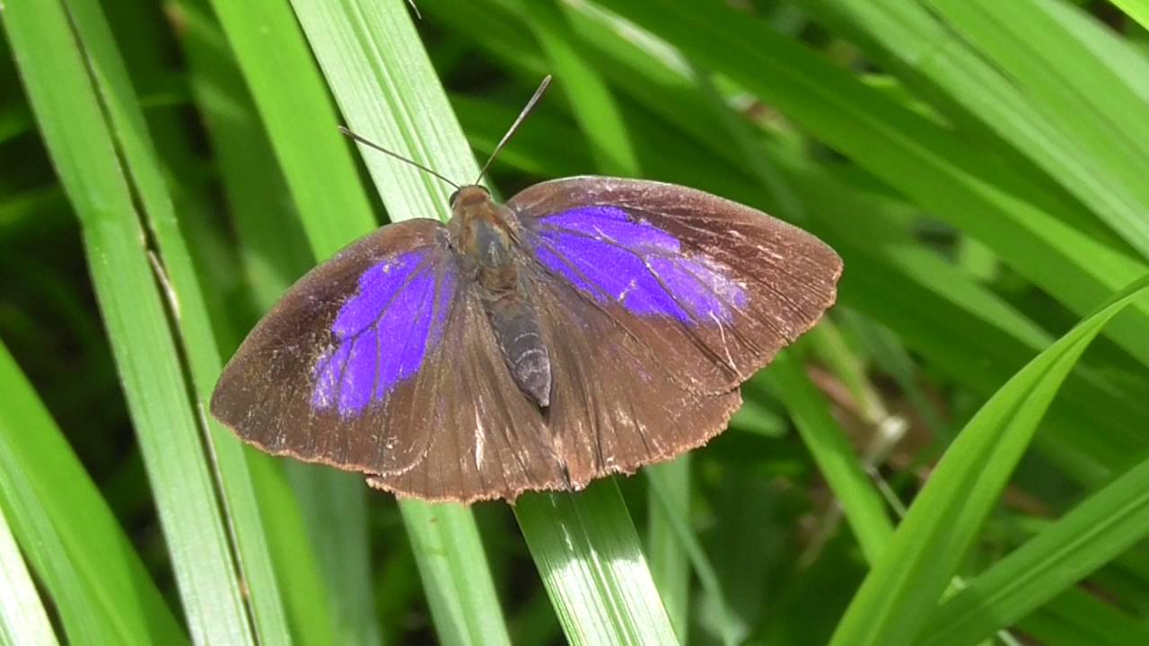 Butterfly Conservation - Sussex Branch