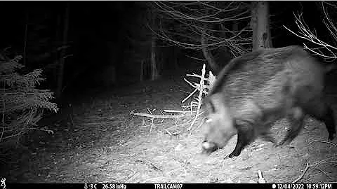 Giant tusker (wild boar) passes camera trap