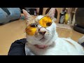 【ゆず兄ちゃん】サングラス猫~チュール食べれるなら何でもやっちゃうよ!