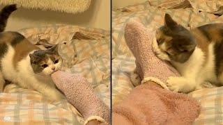 Funny Moments of Cats | Funny Video Compilation  Synth Groove #67