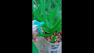 এলোভেরা গাছ লাগানোর নিয়ম / এলোভেরা গাছের যত্ন / how to grow aloevera plant / aloe vera plant care