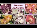 Хотите редкие орхидеи?! Их продают здесь! 😲 Rare orchids in Moscow