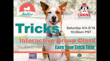 Canine Learning Academy, Tricks Online Interactive Group Class | Class 1