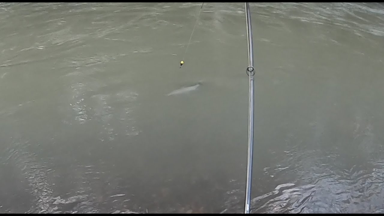 Float fishing for steelhead February 2020 YouTube