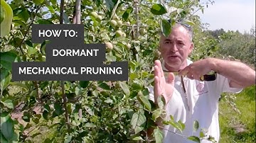 Getting the box set for mechanical hedging apple tree rows with Mario Miranda Sazo