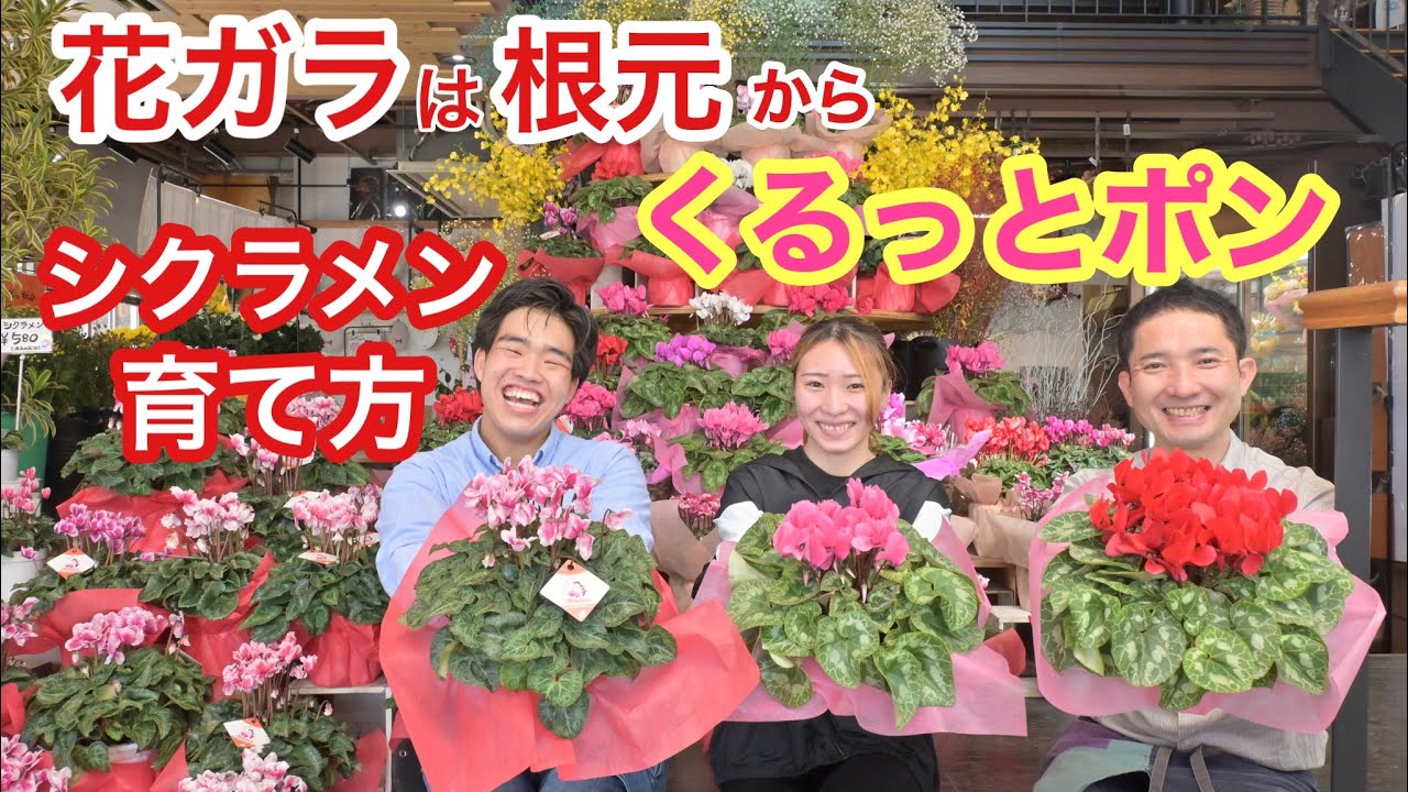 花ガラは根元からくるっとポン ～シクラメンの育て方シリーズ - YouTube