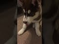 Nikita - Husky Puppy Eating Ice