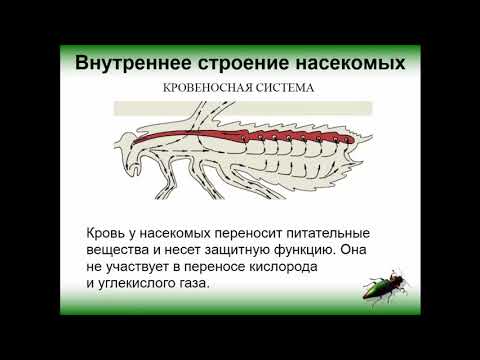 Биология. Раздел Зоология. Класс Насекомые. Внутреннее строение. Людмила Ивановна. Profi-Teacher.ru