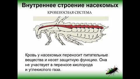 Биология. Раздел Зоология. Класс Насекомые. Внутреннее строение. Людмила Ивановна. Profi-Teacher.ru