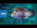 D2U club   Дайвинг сафари   Юг Египта   рыба Наполеон