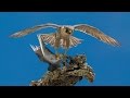 Falco Pellegrino (Falco peregrinus) preda e spiuma un Piccione (Columba livia)