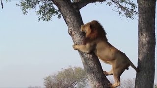 Lion vs Leopard In Tree To Scramble Prey