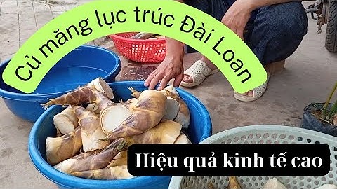 Những củ măng lục trúc đầu mùa năm 2025 #mangluctruc #trongtrelaymang