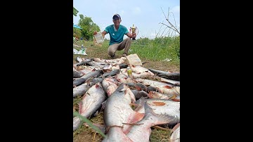 Đi câu cá tra sông đãi đám giỗ bên cồn #camr1 #camr2 #camr3 #caucatrasong #catrasong