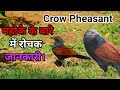 Calm bird of asia  crow pheasant loves living in sugarcane fields  crow pheasant information hindi