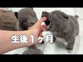産まれて30日目の子犬たち【アメリカンウルフドッグ】