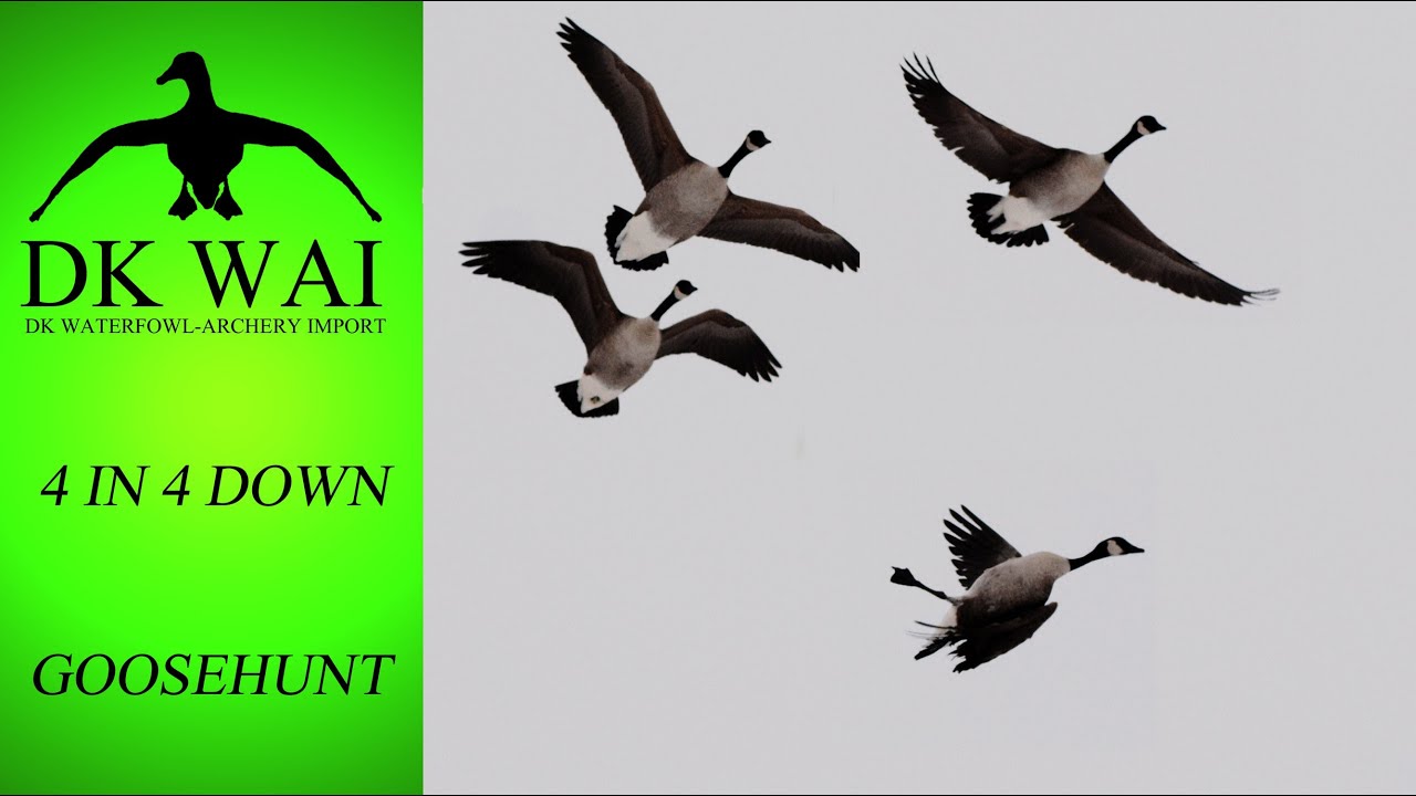 Greylag goose hunt "4 IN 4 DOWN" GÅSEJAGT "4 IND 4 NED" YouTube