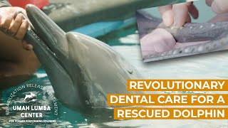 Rescued Dolphin Johnny Gets New Teeth!