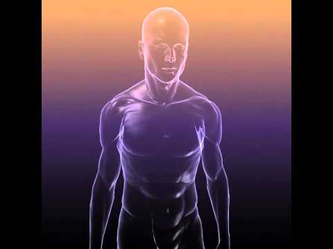 visual body 3d program anatomy muscles visual body 3d program anatomy muscles