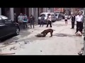妖獸的比特犬 American Pit Bull Terrier kills dog