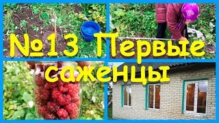 Строй-ка, сажай-ка. Первые посадки. Новые окна. Ремонтантная малина.