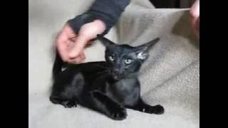 Oriental kittens out of Onxn and Firebird 007 by Permes Cattery 177 views 7 years ago 1 minute, 1 second