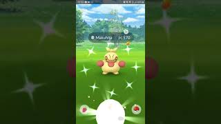 Shiny Makuhita in Pokemon Go!! (Hualpén, Chile)
