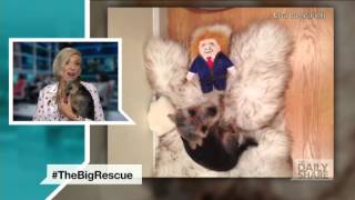 Lisa Lampanelli talks about her adorable rescue dog