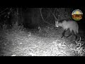 Lobo Guará na mata da minha cidade