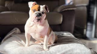 My English Bulldog’s Temperament In A Nutshell by Tia English Bulldog 101 views 6 months ago 28 seconds