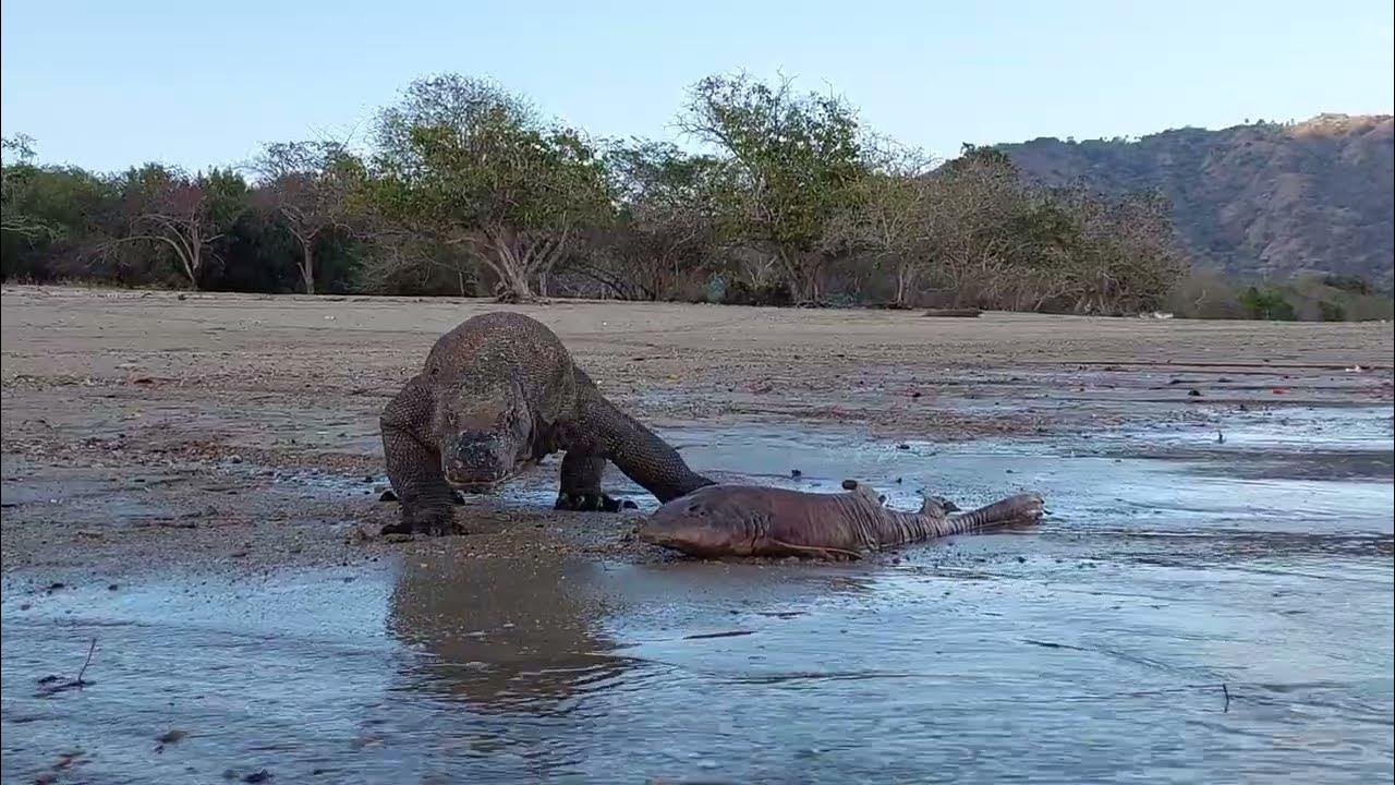 Komodo dragon swallows a big shark#shark #animals #jamtayang4000 - YouTube