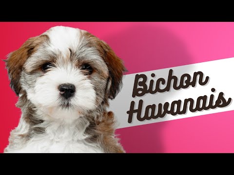 Vidéo: Meilleurs noms de chiot pour les chiens havanais