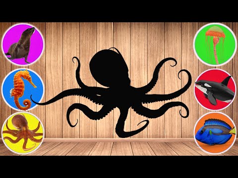 What is this Sea Animal? Sea Lion, Whale, Octopus, Jellyfish, Sea horse [OnewTube 온유튜브]