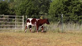 SC ONLINE SALES- Jones Cattle Services Lot 8