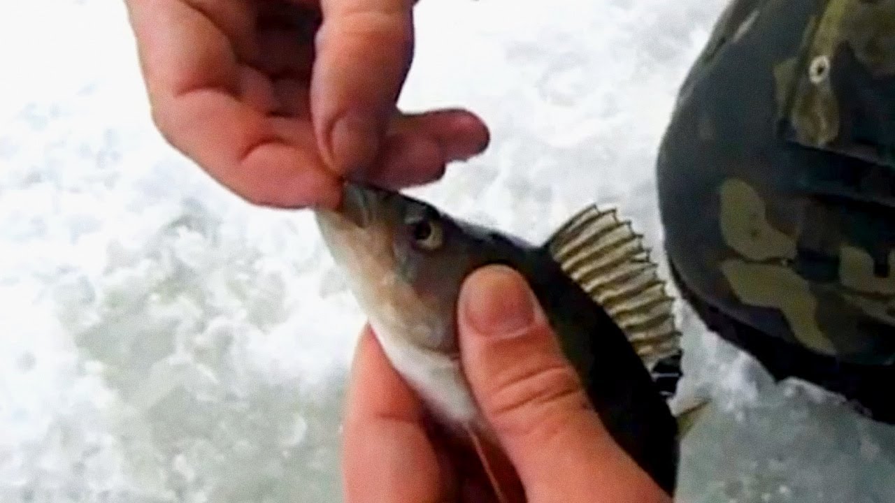 зимняя рыбалка на окуня на мотыля видео