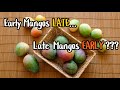 Early Mangos LATE Late Mangos EARLY Early Mangos LATE Late Mangos EARLY