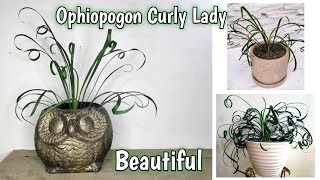 Tanaman hias Ophiopogon Curly Lady Tanaman hias Ophiopogon Curly Lady