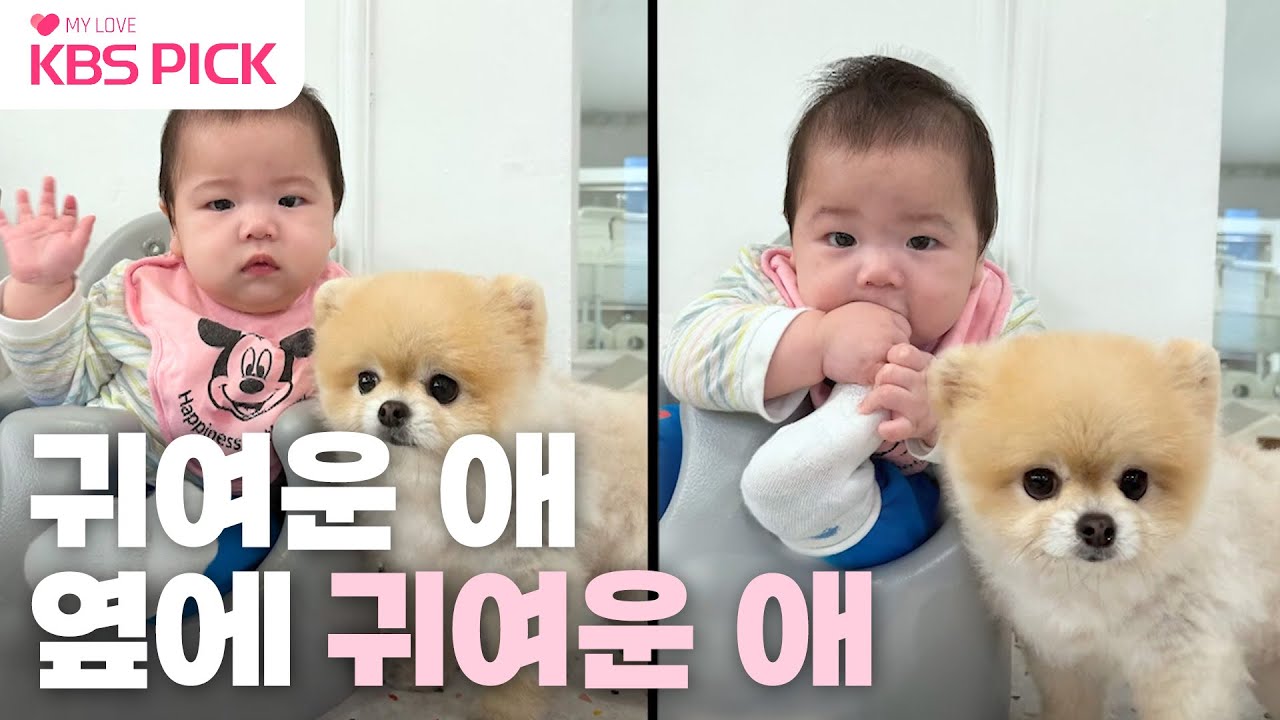 [#슈퍼맨이돌아왔다] 귀여운 애 옆에 귀여운 애..💖 똥별이의 강아지 친구들과의 첫 만남 대공개✨ | KBS 230414 방송