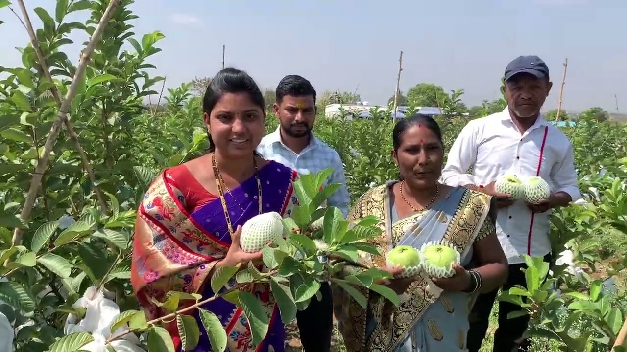 SCTवैदिक पेरू 1.5 एकरात 27 टन माल, 14 महिन्याच्या बागेचा खर्च जाऊन 10 लाख रु. निव्वळ नफा!!