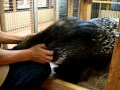 【NOAH animal channel：可愛い動物シリーズ1】甘えん坊のヤマアラシ：Sweet Porcupine by The Inner City Zoo NOAH