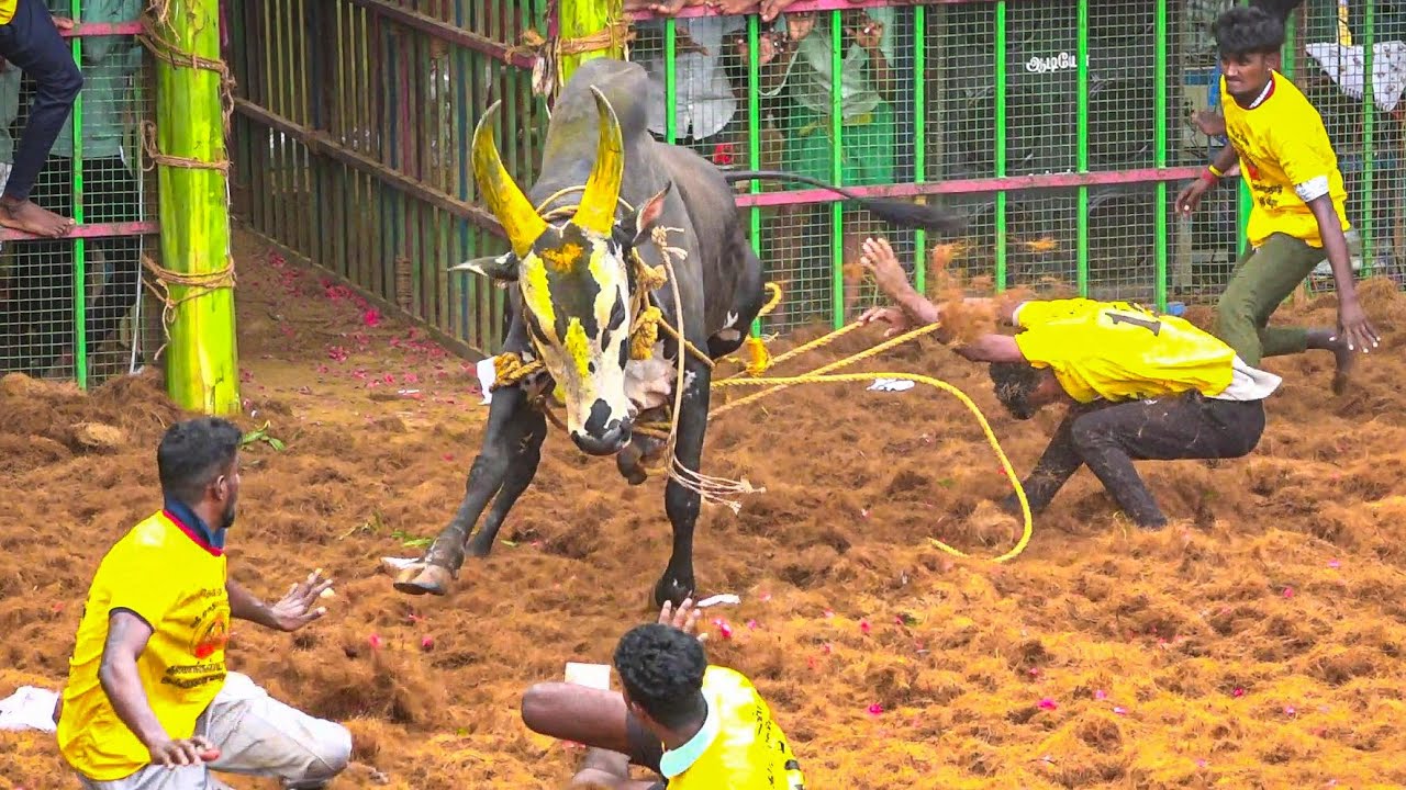 Tennangudi Jallikattu 2024 Videos    2024 Videos