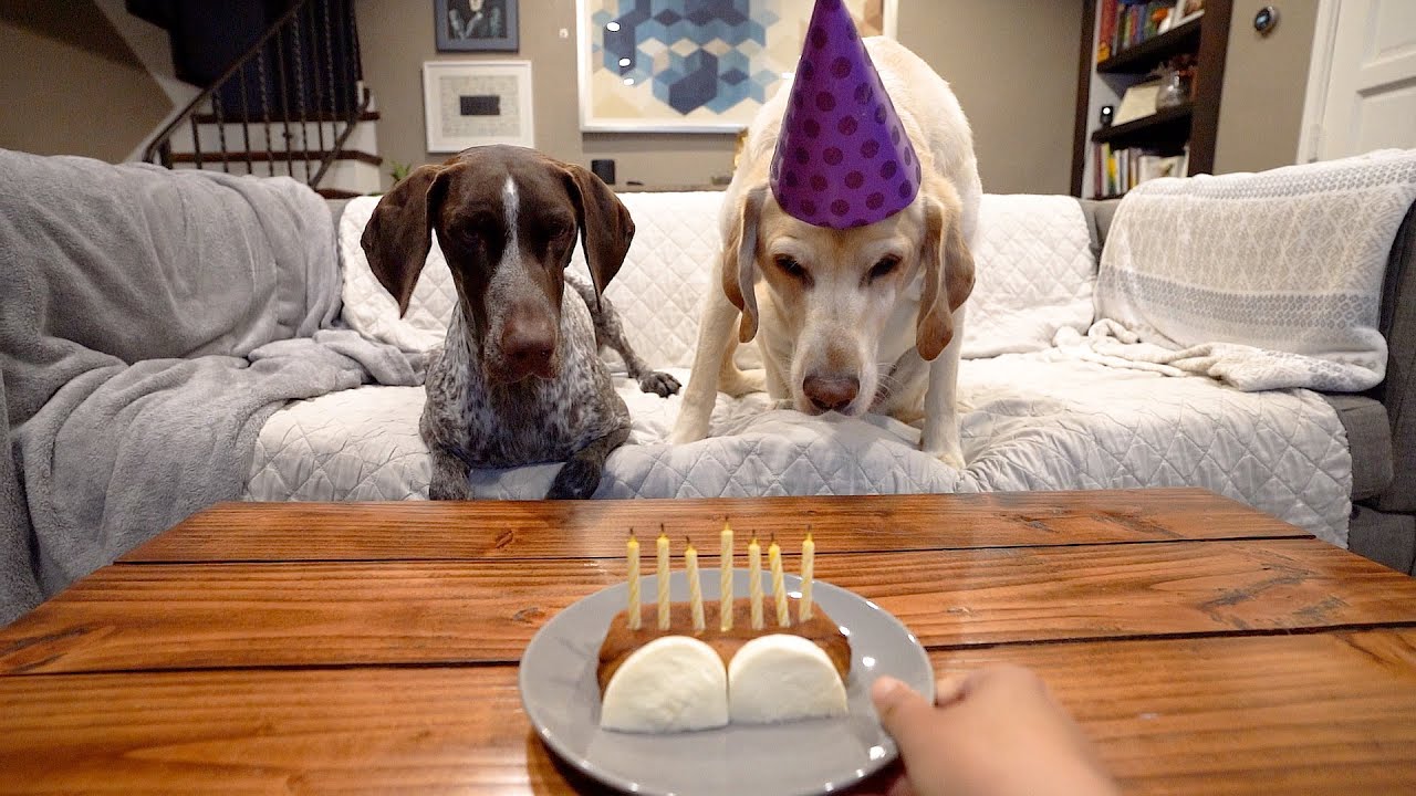 Don't eat the CANDLES! 😂 YouTube