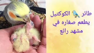 طائر  الكوكتيل يطعم صغاره في مشهد رائع