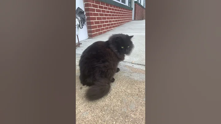 Video 11541141: mainecoon cat funny