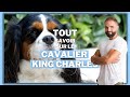 Race de chien cavalier king charles 